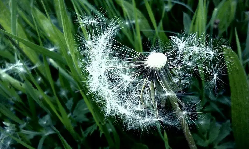 Nahaufnahme Pusteblume, im Hintergrund sieht man verschwommen Gräser